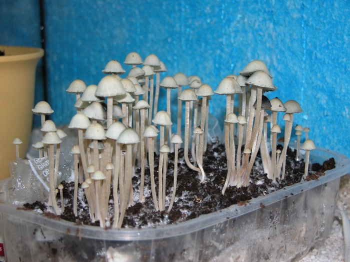 Panaeolus cyanescens