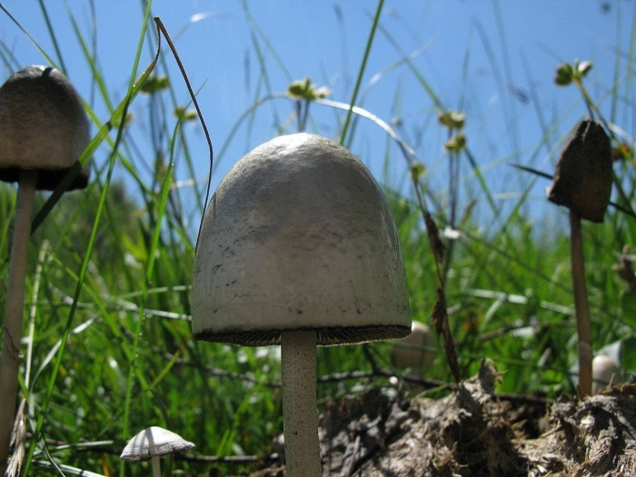 Панеолус (panaeolus)