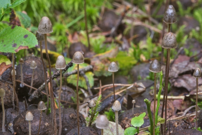 Панеолус колокольчатый