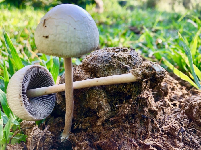 Panaeolus antillarum