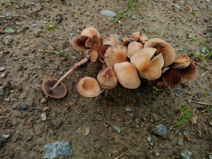 Psathyrella piluliformis