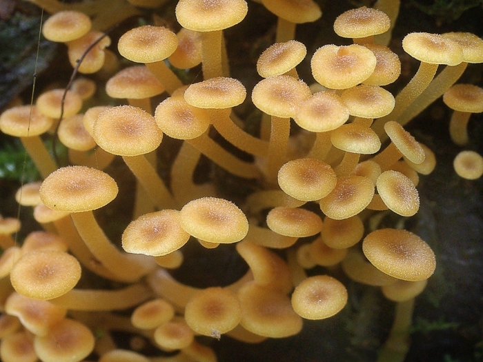 Ксеромфалина колокольчатая