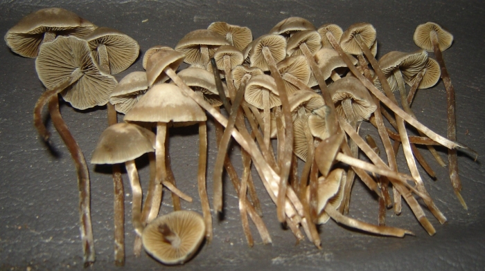 Panaeolus bisporus