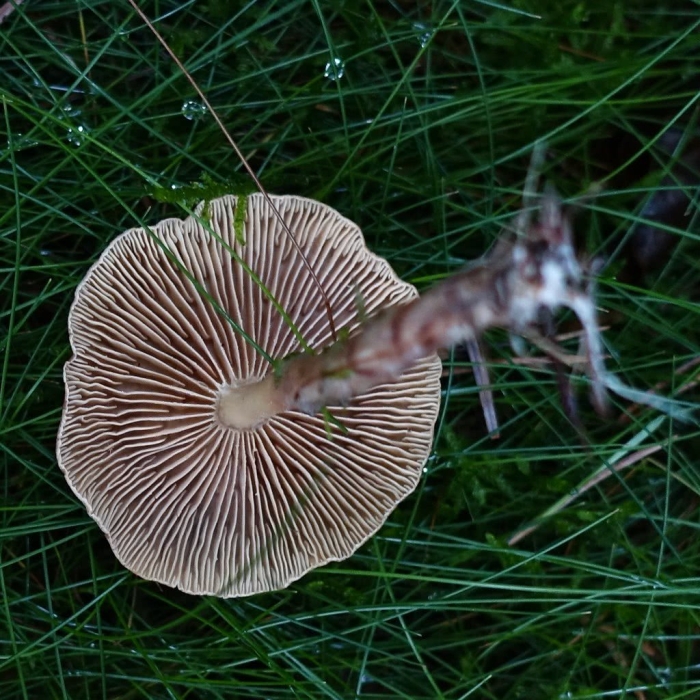 Pluteus umbrosus
