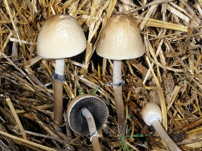 Panaeolus semiovatus var