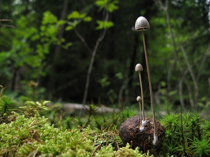 Панеолус лосиный