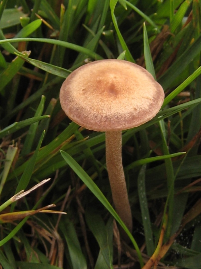 Панэолус (panaeolus)