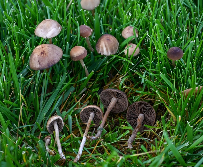 Panaeolina foenisecii