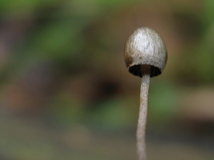 Panaeolus sphinctrinus