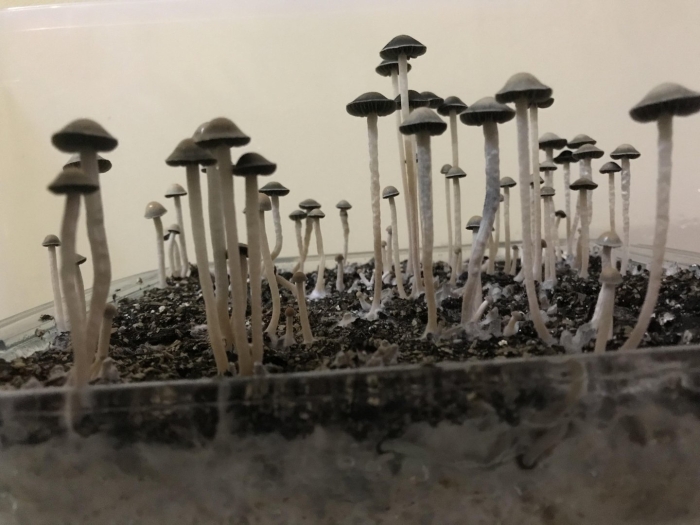 Psilocybe cyanescens