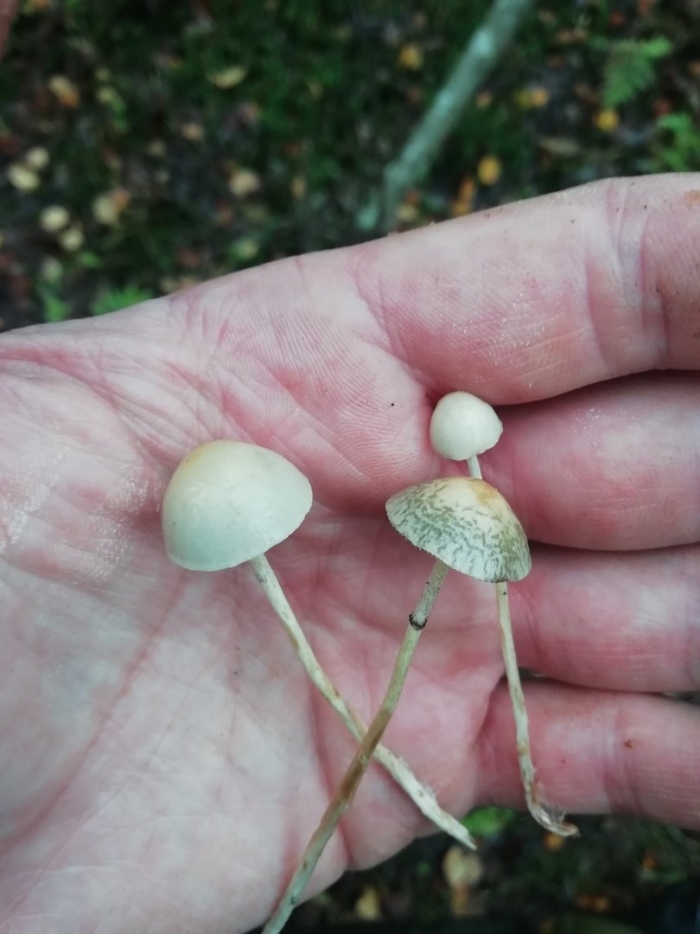 Psilocybe panaeolus