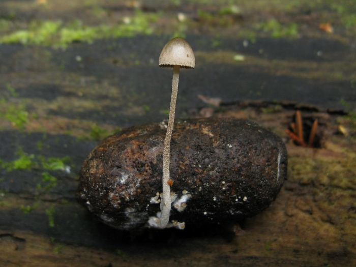 Panaeolus acuminatus