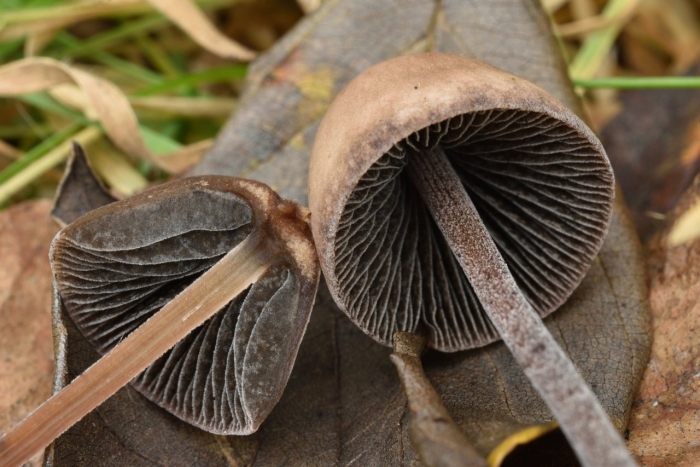Panaeolus papilionaceus