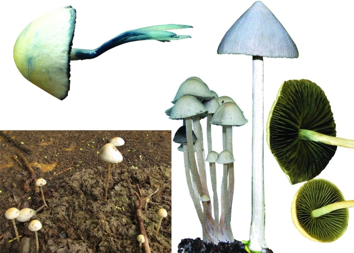 Panaeolus cyanescens