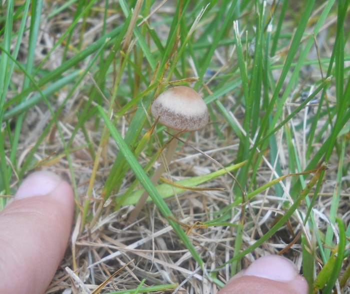 Panaeolus foenisecii гриб