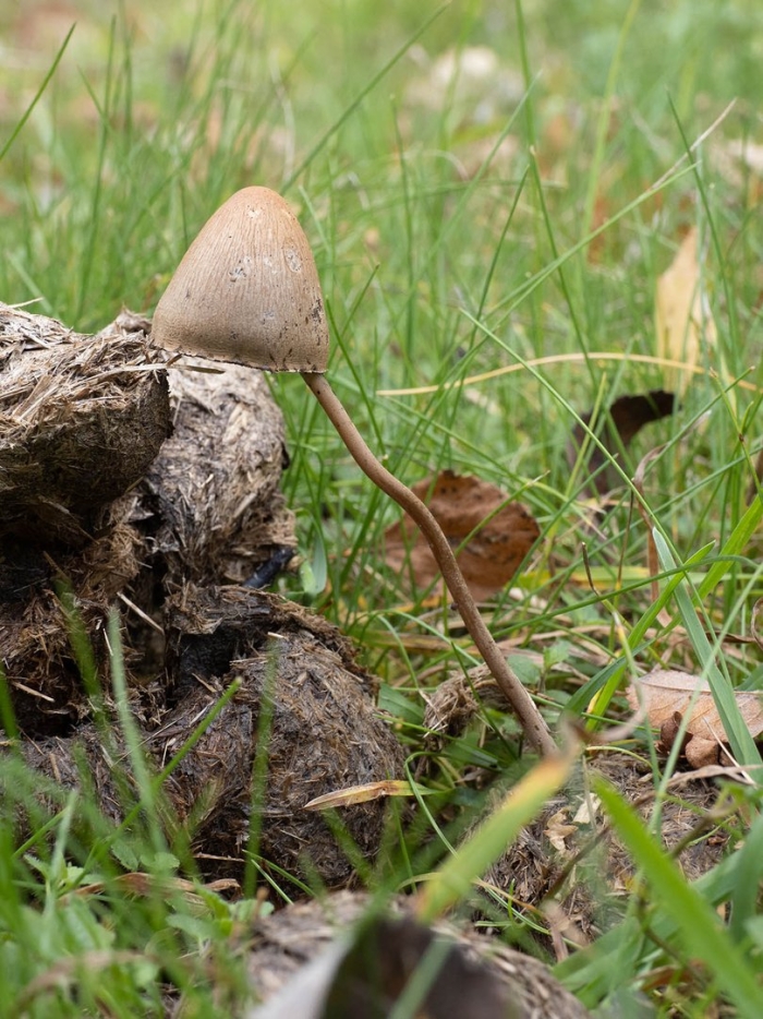 Псилоцибе полуланцетовидная