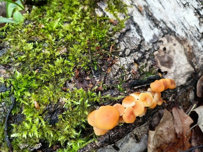 Зимний опенок фламмулина