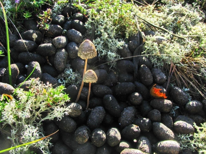 Навозник колокольчатый