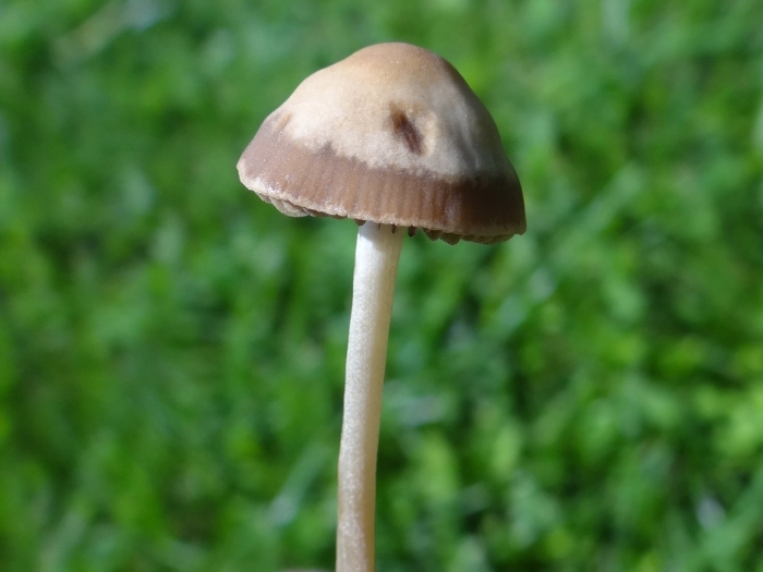 Panaeolus olivaceus