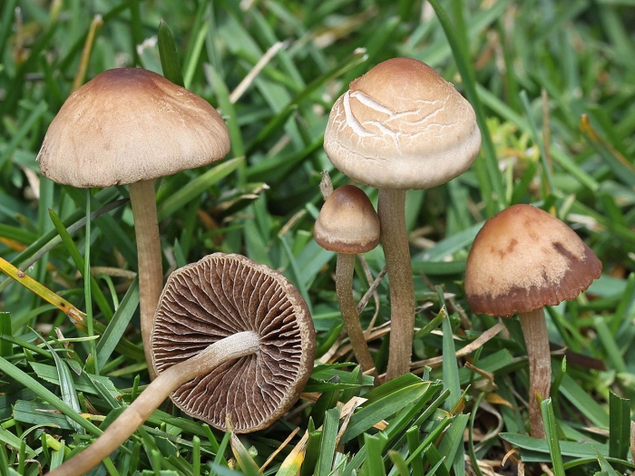 Panaeolus foenisecii