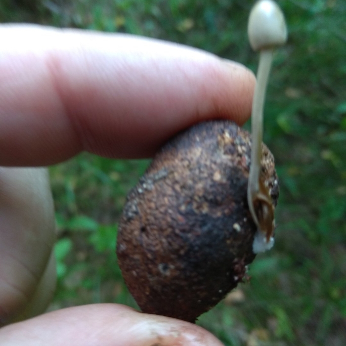 Панеолус лосиный гриб