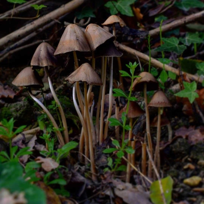 Панеолус мотыльковый