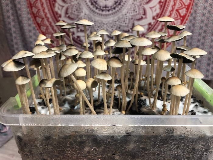 Гриб псилоцибе