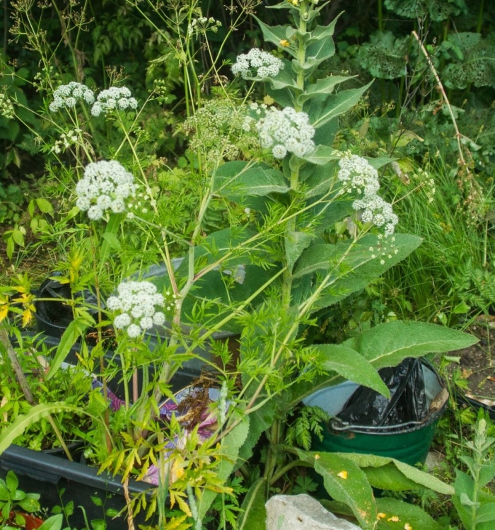 Сныть (aegopodium podagraria)