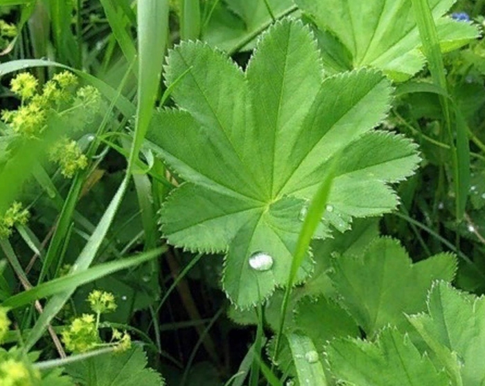 Манжетка обыкновенная alchemilla vulgaris