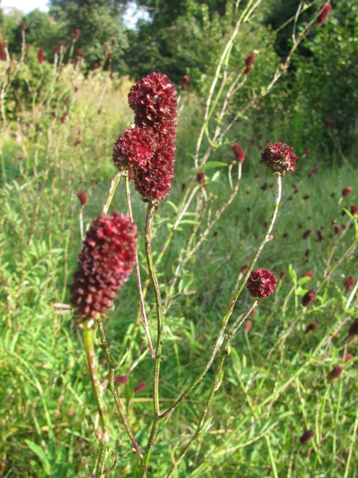 Кровохлебка мензиса