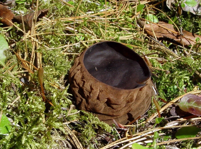 Саркосома шаровидная sarcosoma globosum