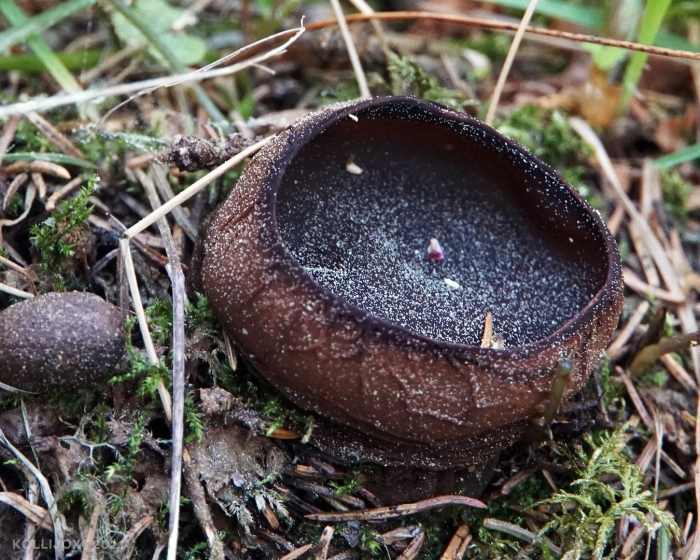 Саркосома гриб