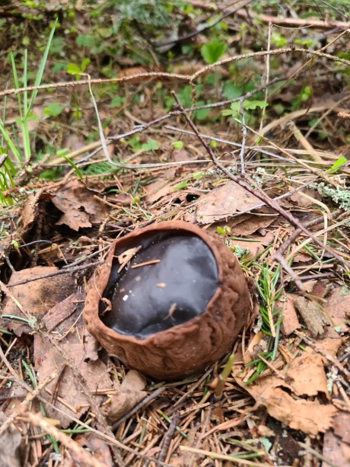 Саркосома шаровидная sarcosoma globosum