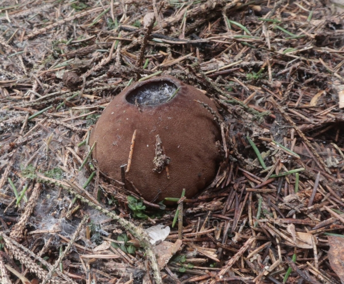 Гриб саркосома шаровидная