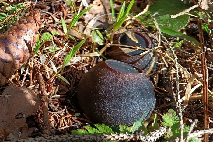 Гриб саркосома шаровидная