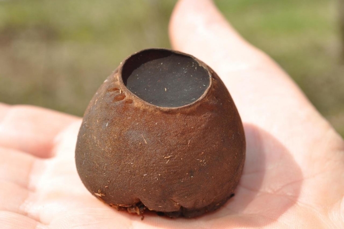 Саркосома шаровидная