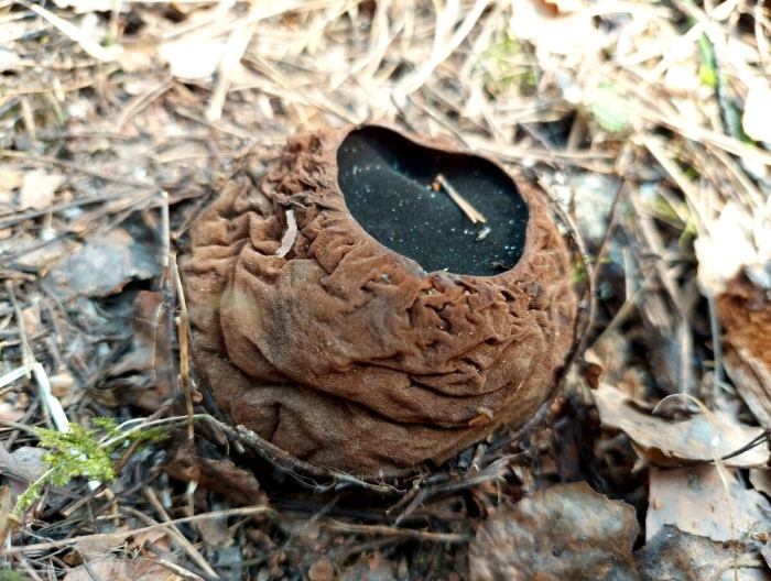 Саркосома шаровидная sarcosoma globosum