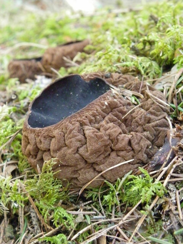 Саркосома шаровидная sarcosoma globosum