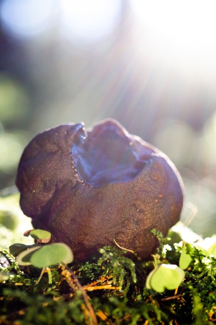 Саркосома шаровидная sarcosoma globosum