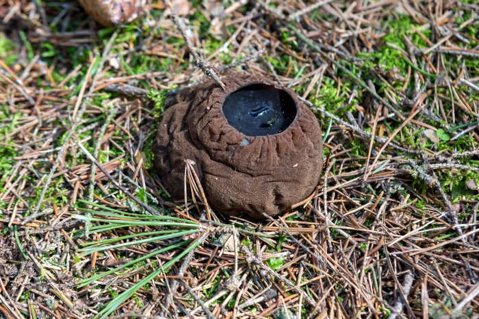 Саркосома шаровидная sarcosoma globosum