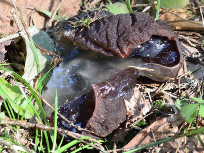 Молодильный гриб саркосома