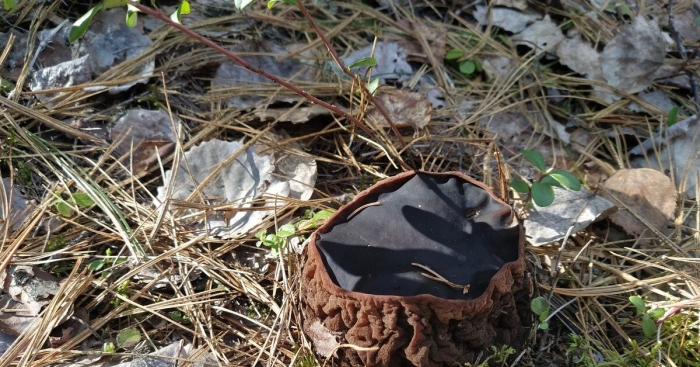 Ведьмин котел саркосома шаровидная