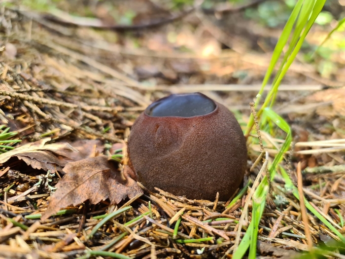 Саркосома шаровидная sarcosoma globosum