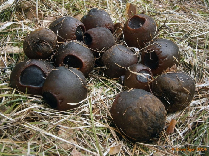 Саркосома шаровидная sarcosoma globosum