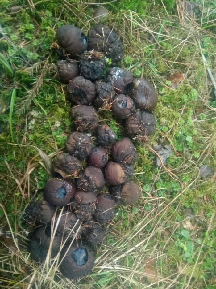 Саркосома шаровидная sarcosoma globosum