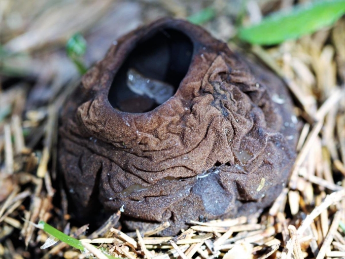 Саркосома шаровидная sarcosoma globosum