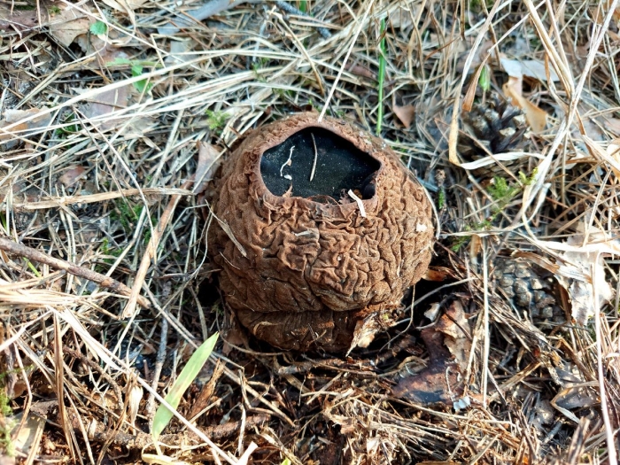 Саркосома шаровидная sarcosoma globosum