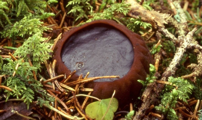 Гриб ведьмин котелок саркосома