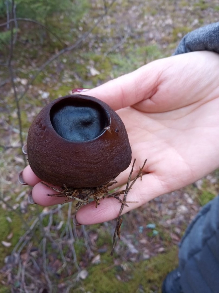 Гриб ведьмин котелок саркосома