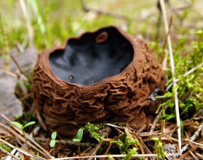 Саркосома шаровидная sarcosoma globosum